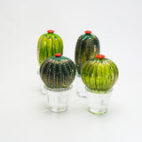 CACTUS ROTONDO ERBA