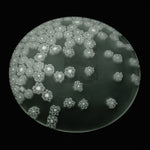 ムラーノガラス(ベネチアングラス)/小皿