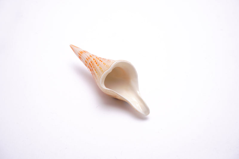 「Shell」[ivory]