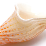 Shell [ivory]