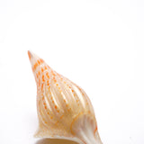 Shell [ivory]
